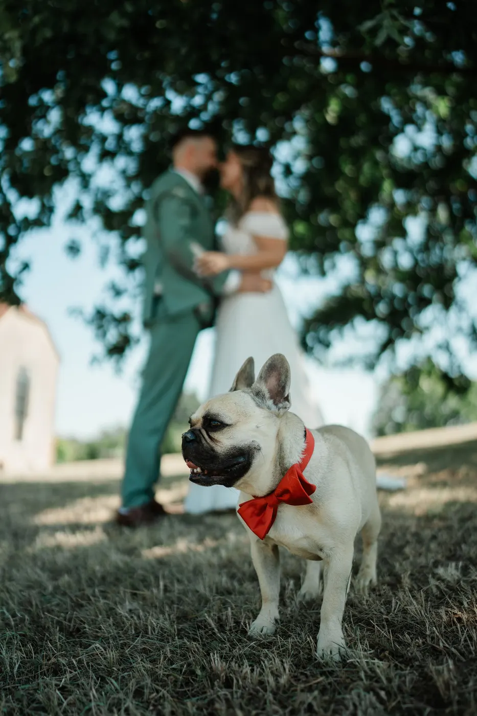 Maike und Marcel küssen sich unter einem Baum, im Vordergrund ihre Französische Bulldogge mit roter Fliege